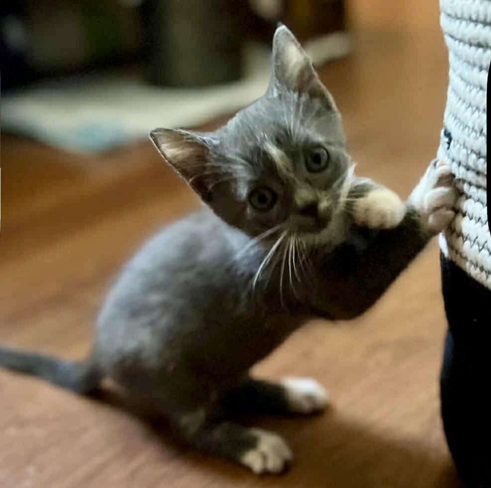 Stormy (bonded to Muffin Man), Baby Female Domestic Short Hair