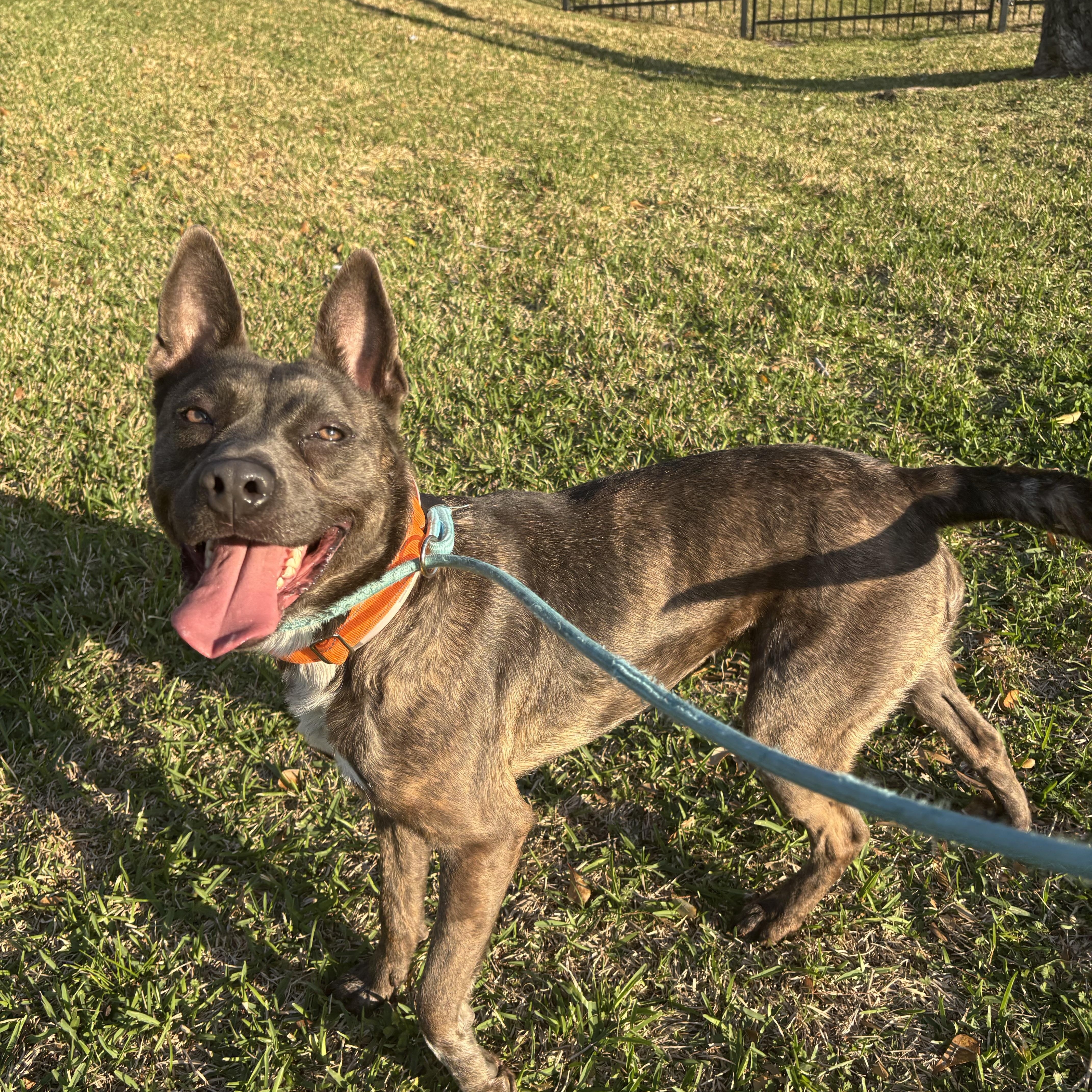 Enlarge Rajah, a Adoptable mixed breed in Albany, NY image 3/5
