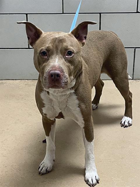 Enlarge Rock Lobster, a ADOPTABLE Mixed Breed in Nashville, TN image 2/2