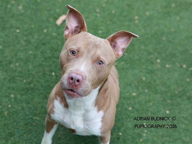 Enlarge Rock Lobster, a ADOPTABLE Mixed Breed in Nashville, TN image 1/2