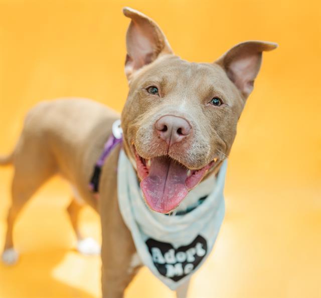 Rock Lobster, ADOPTABLE, Young Male Mixed Breed.