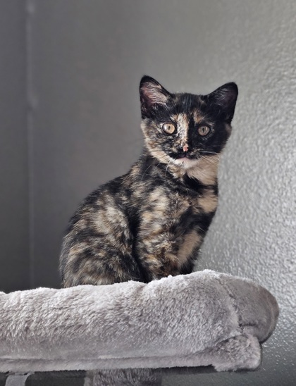 Faith, a Adopted mixed breed in Mount Pleasant, IA image 1/10