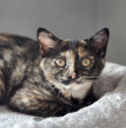 Faith, a Adopted mixed breed in Mount Pleasant, IA image 2/10