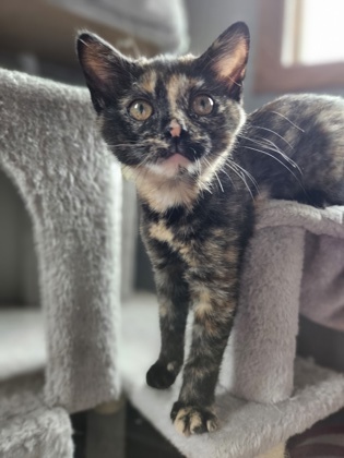 Faith, a Adopted mixed breed in Mount Pleasant, IA image 3/10