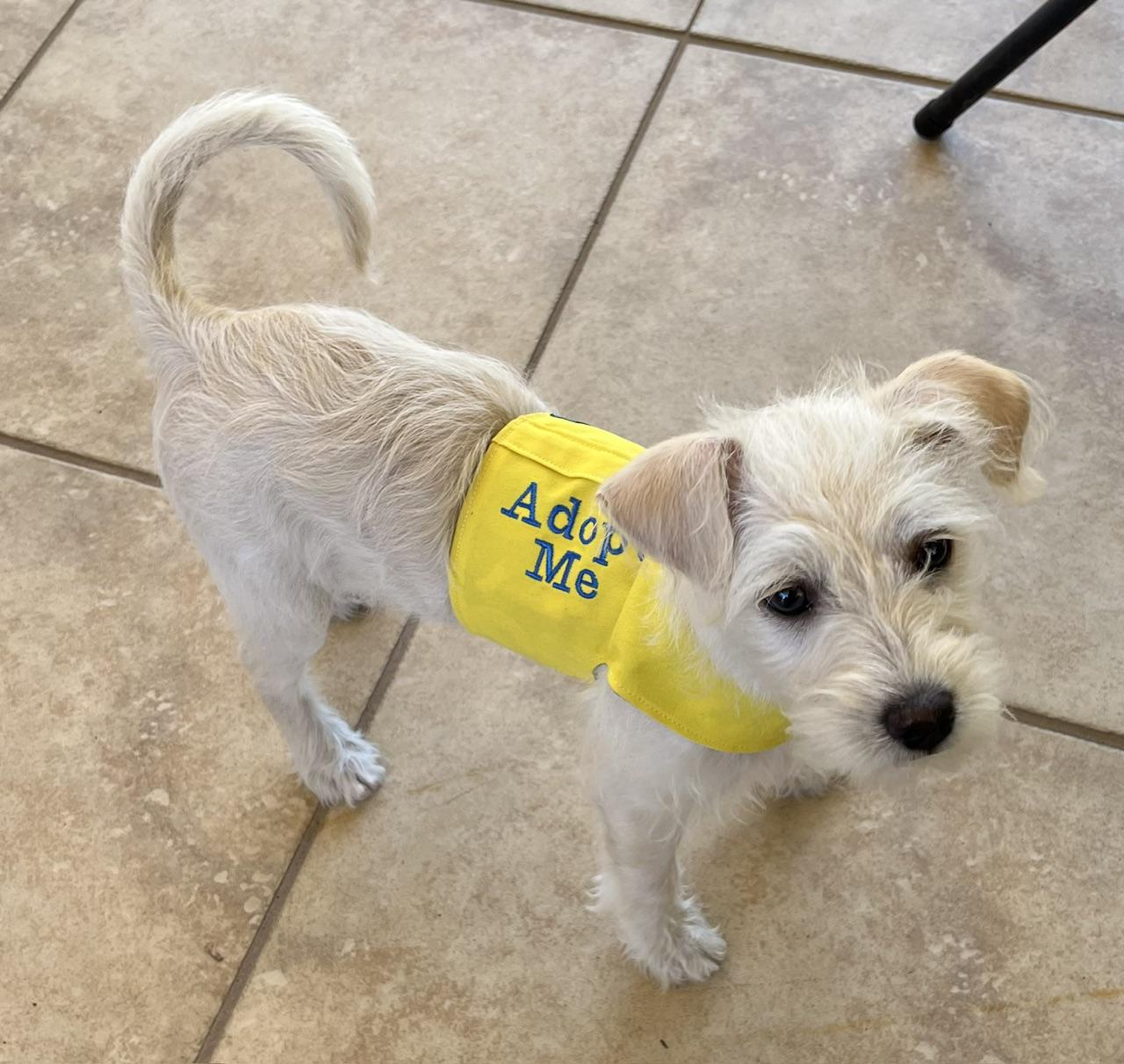 Poppy, an adopted mixed breed in Roseville, CA image 4/4