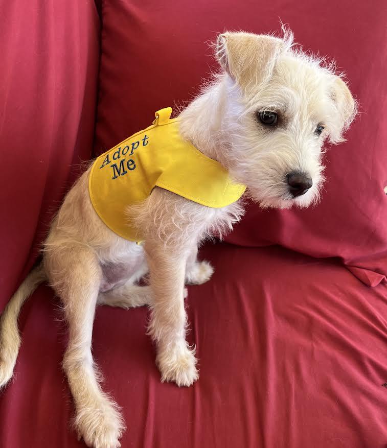 Poppy, an adopted mixed breed in Roseville, CA image 3/4