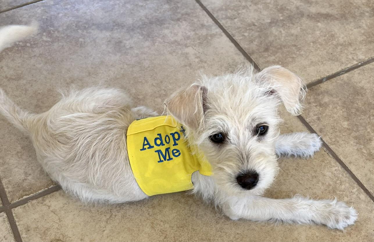 Poppy, an adopted mixed breed in Roseville, CA image 2/4