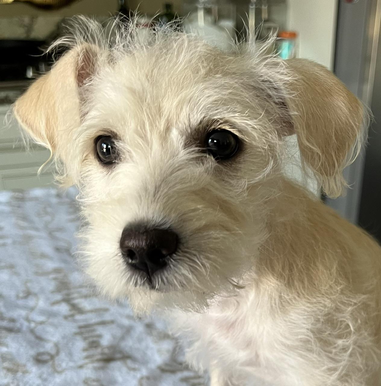 Poppy, adopted, Puppy Female West Highland White Terrier / Westie & Maltipoo.