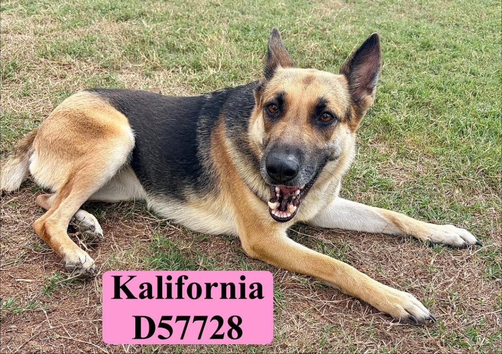 Kalifornia, Adoptable, Young Female German Shepherd Dog.