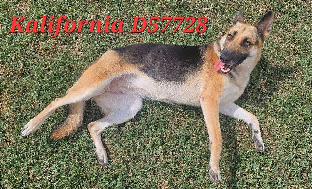 Enlarge Kalifornia, a Adoptable German Shepherd Dog in Clarksville, TN image 3/3