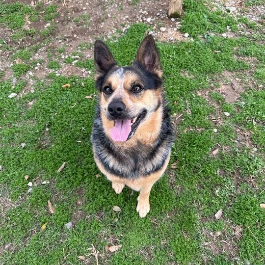Big Booty Trudy, Adoptable, Adult Female Australian Cattle Dog / Blue Heeler.
