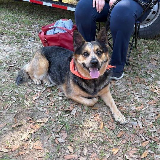 Big Booty Trudy, Adoptable, Adult Female Australian Cattle Dog / Blue Heeler.