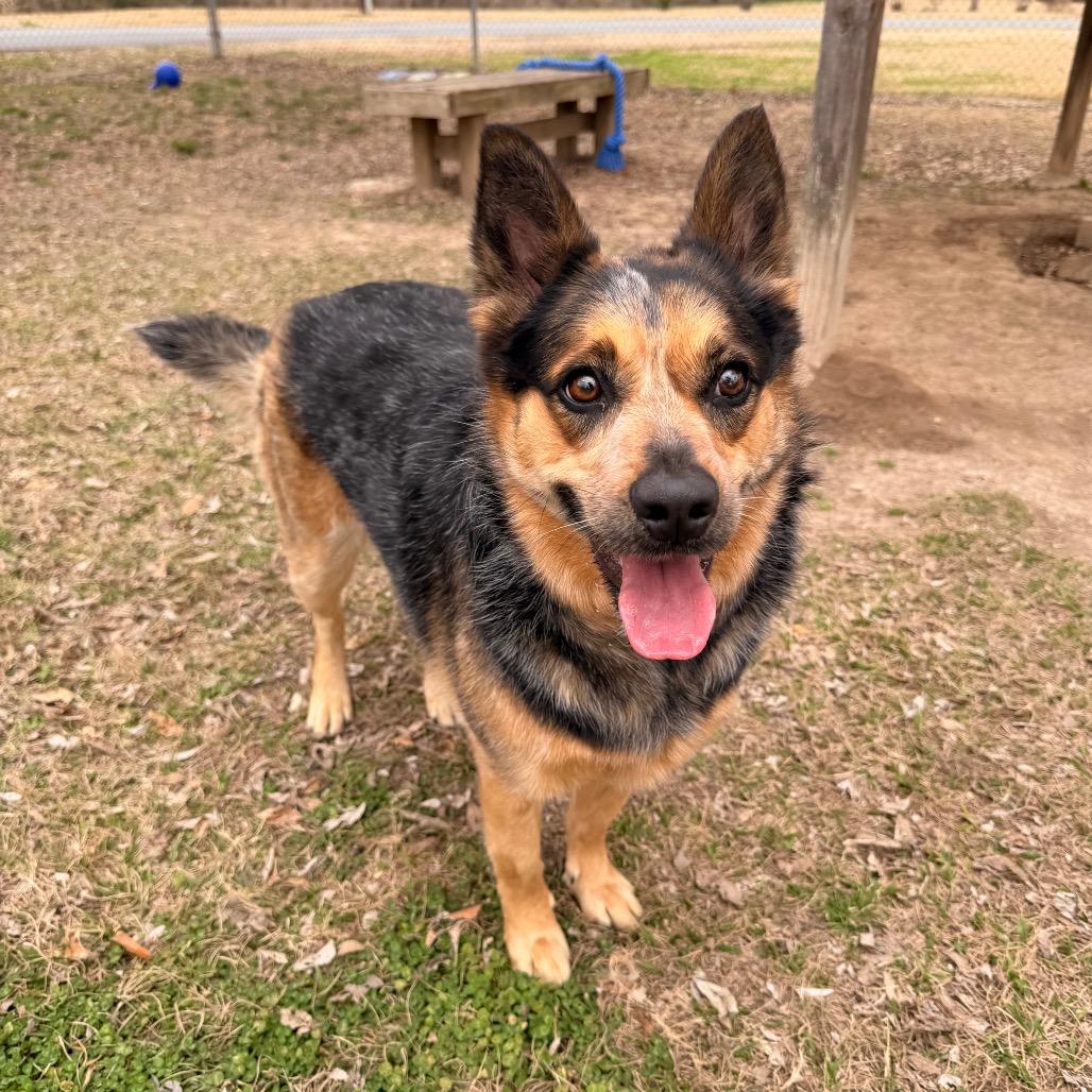 Big Booty Trudy, Adoptable, Adult Female Australian Cattle Dog / Blue Heeler.
