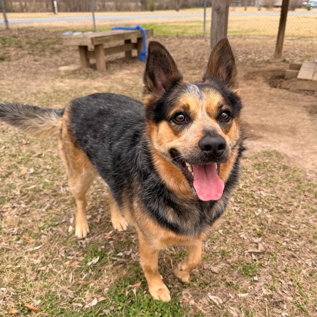 Enlarge Big Booty Trudy, a Adoptable Australian Cattle Dog / Blue Heeler in Carencro, LA image 3/6