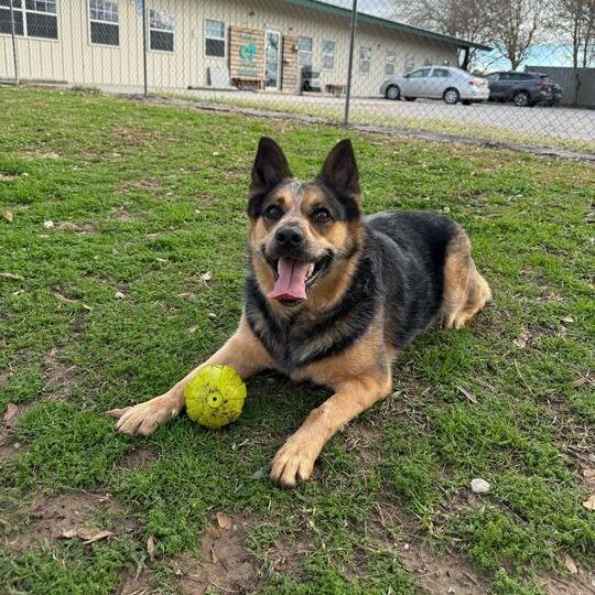 Enlarge Big Booty Trudy, a Adoptable Australian Cattle Dog / Blue Heeler in Carencro, LA image 4/6