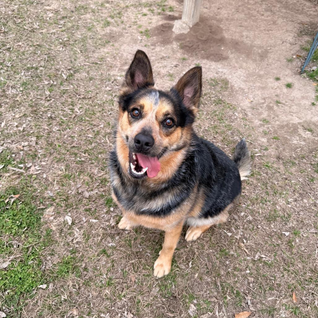 Enlarge Big Booty Trudy, a Adoptable Australian Cattle Dog / Blue Heeler in Carencro, LA image 5/6