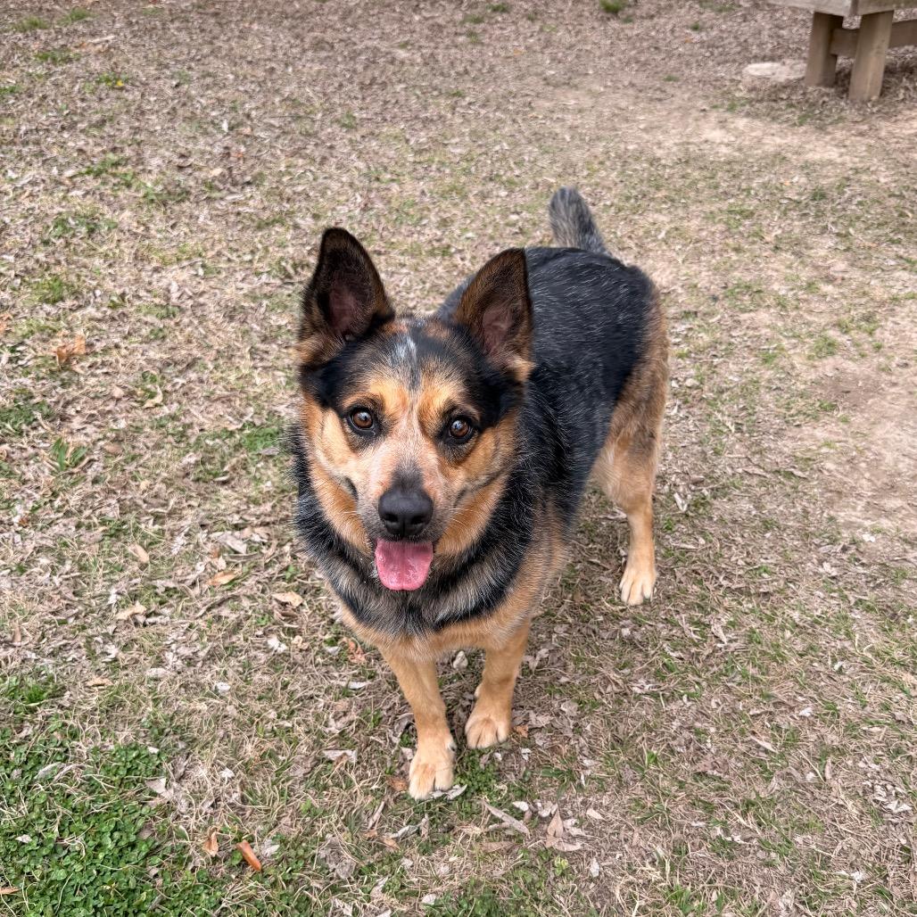 Enlarge Big Booty Trudy, a Adoptable Australian Cattle Dog / Blue Heeler in Carencro, LA image 6/6