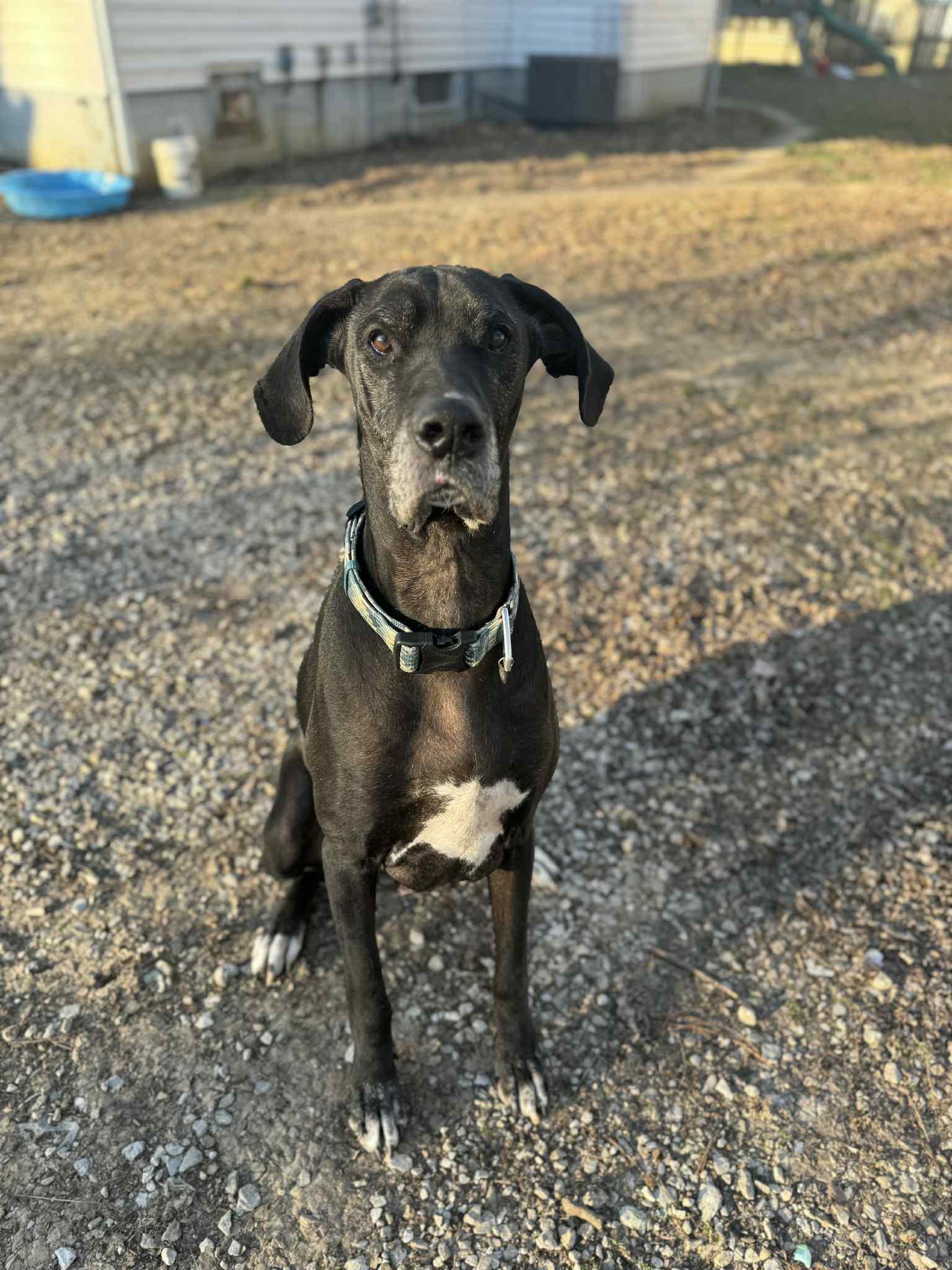 Raven, Adoptable, Adult Female Great Dane.