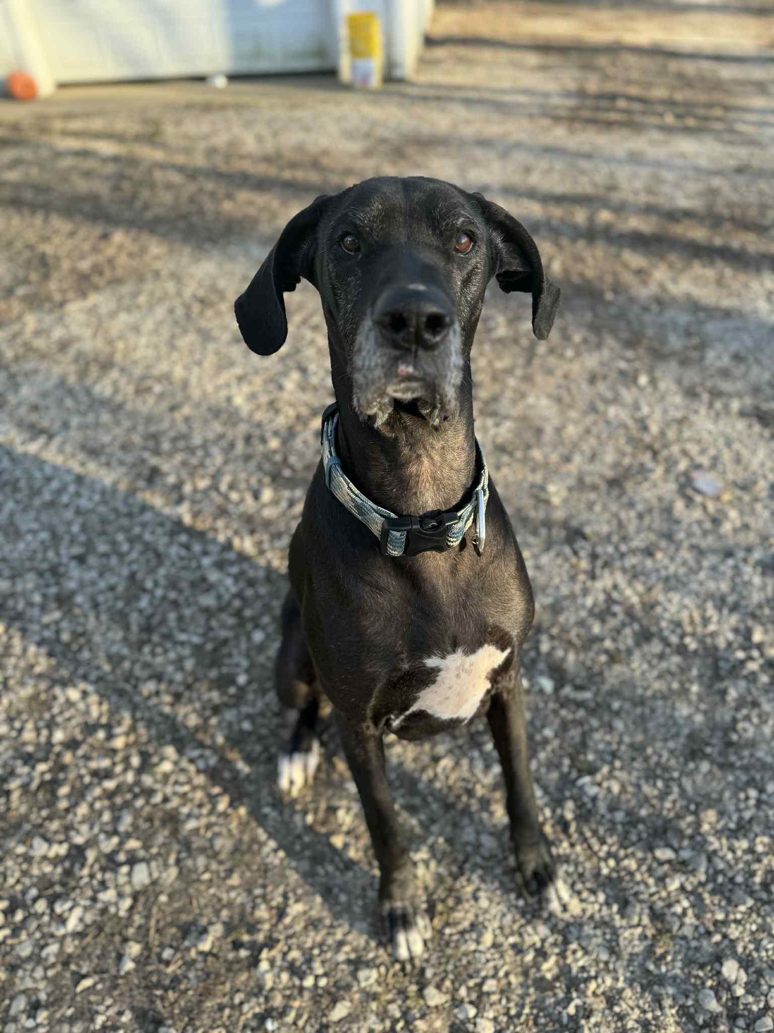 Enlarge Raven, a Adoptable Great Dane in Owensboro, KY image 2/2
