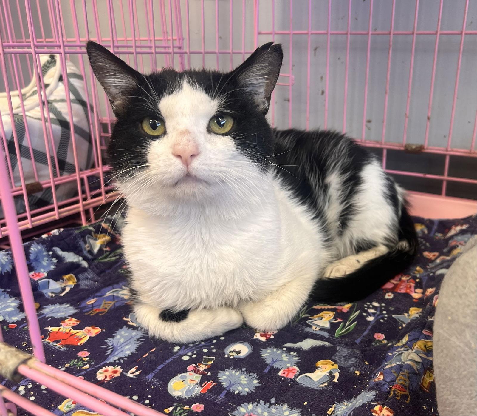 Dean Domino - Must Apply in Person!, Adoptable, Adult Male Domestic Short Hair.