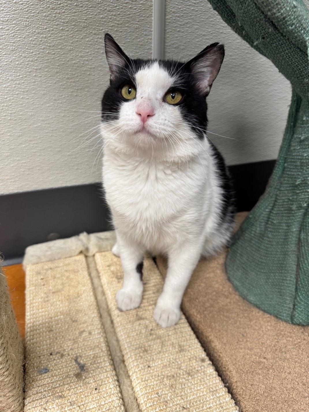 Enlarge Dean Domino - Must Apply in Person!, a Adoptable Domestic Short Hair in Georgetown, KY image 2/3