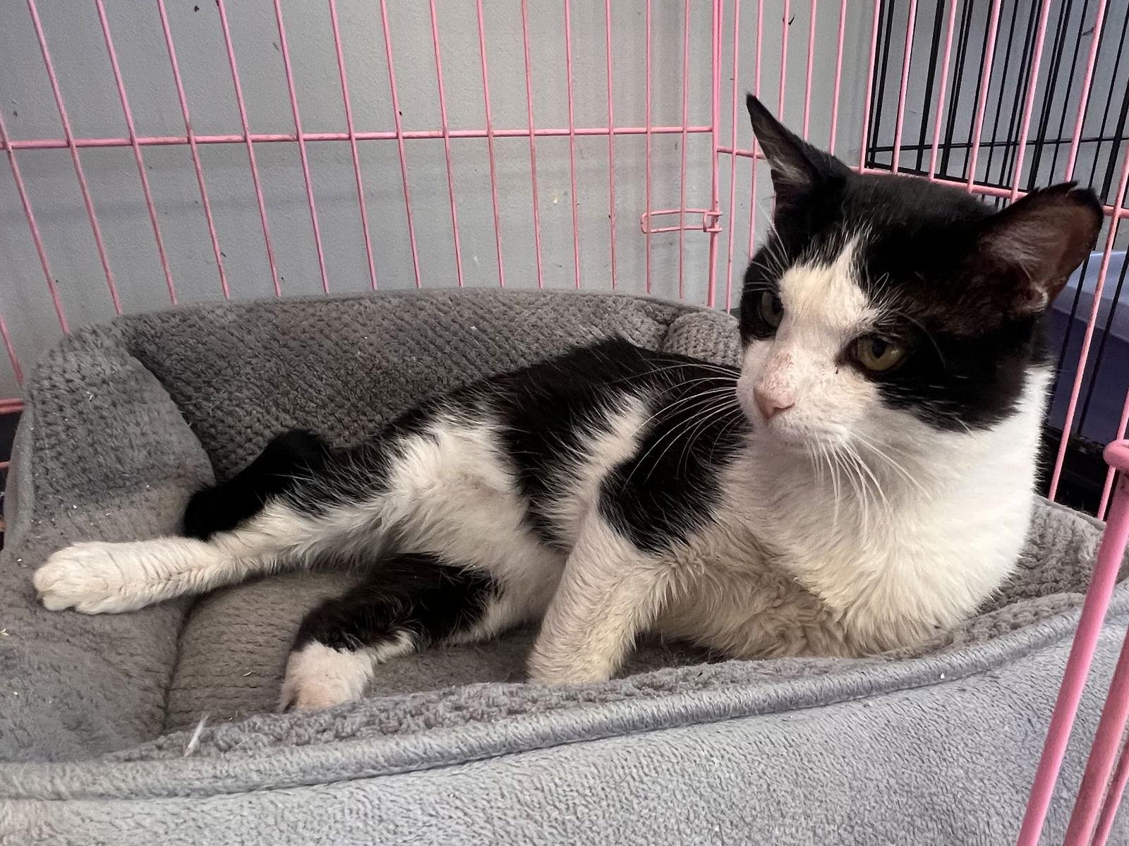 Enlarge Dean Domino - Must Apply in Person!, a Adoptable Domestic Short Hair in Georgetown, KY image 3/3