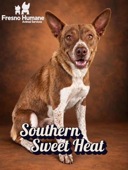 Southern Sweet Heat, Adoptable, Adult Female Cattle Dog & Pit Bull Terrier.
