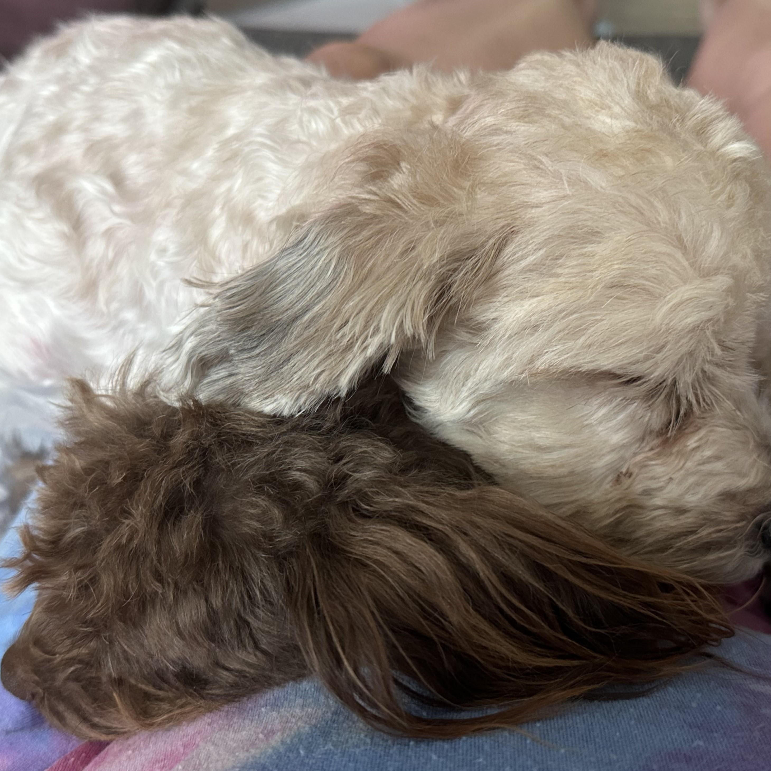 Todd & Tanner, an adoptable Maltipoo in Marana, AZ, 85658 | Photo Image 5