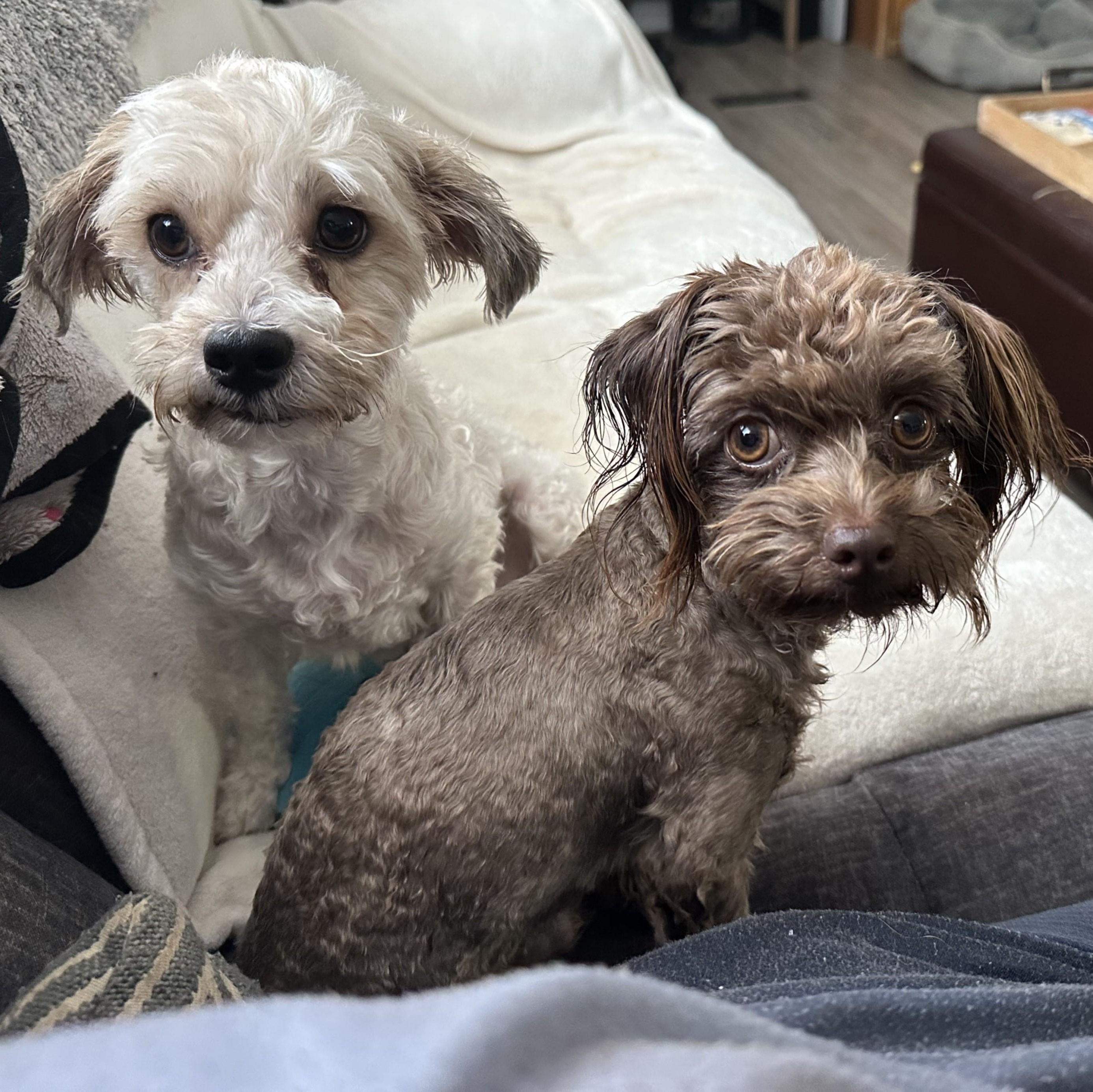 Todd & Tanner, an adoptable Maltipoo in Marana, AZ, 85658 | Photo Image 1