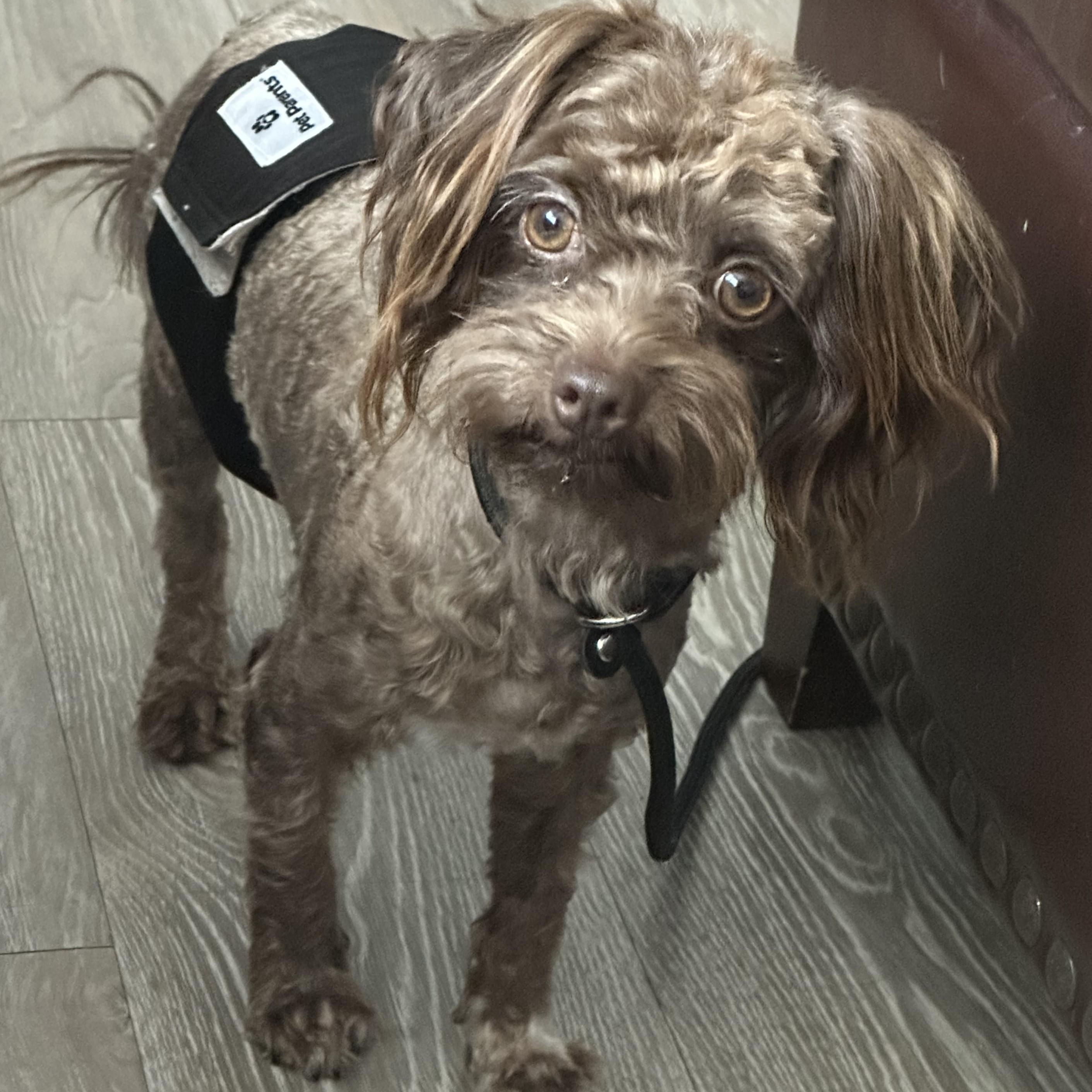 Todd & Tanner, an adoptable Maltipoo in Marana, AZ, 85658 | Photo Image 2