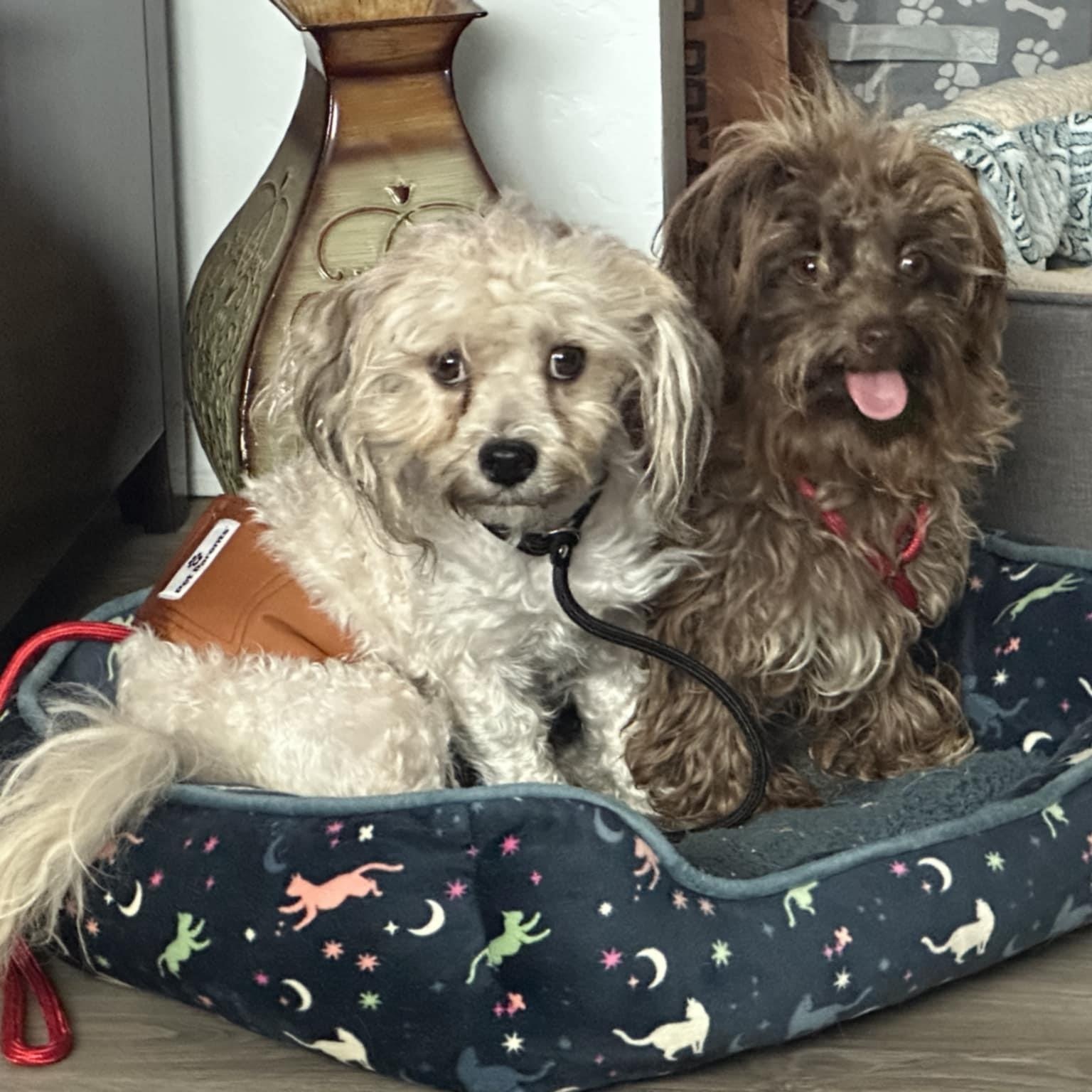 Todd & Tanner, an adoptable Maltipoo in Marana, AZ, 85658 | Photo Image 3