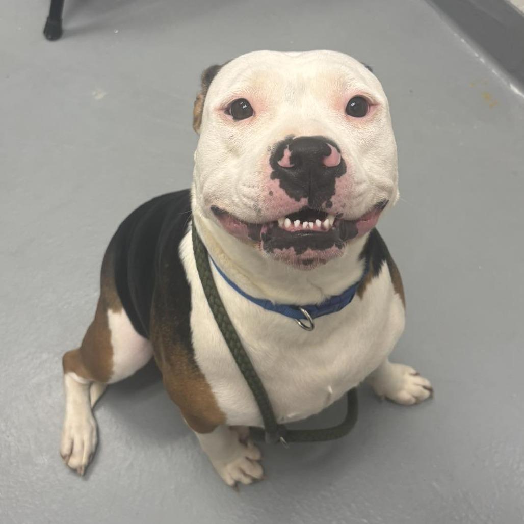 Panda Mae, Adoptable, Adult Female Pit Bull Terrier & Mixed Breed.