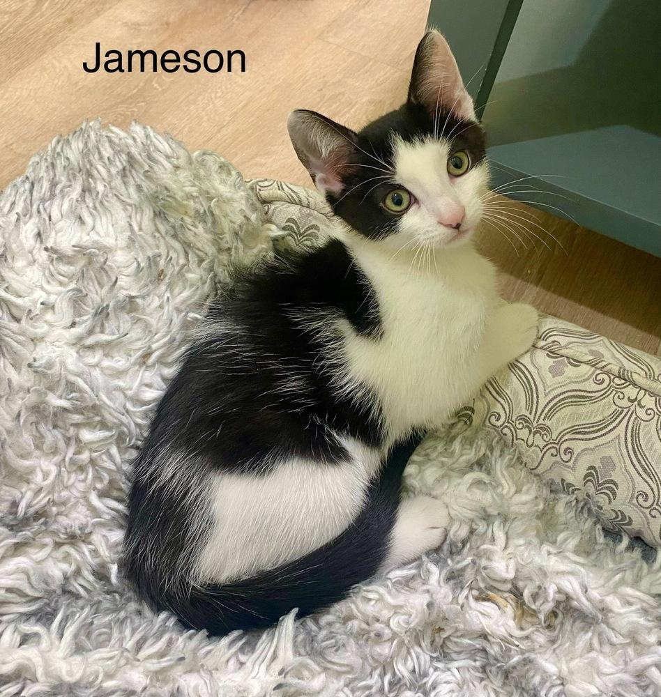 Enlarge Jameson, a Adoptable mixed breed in Gardena, CA image 1/1