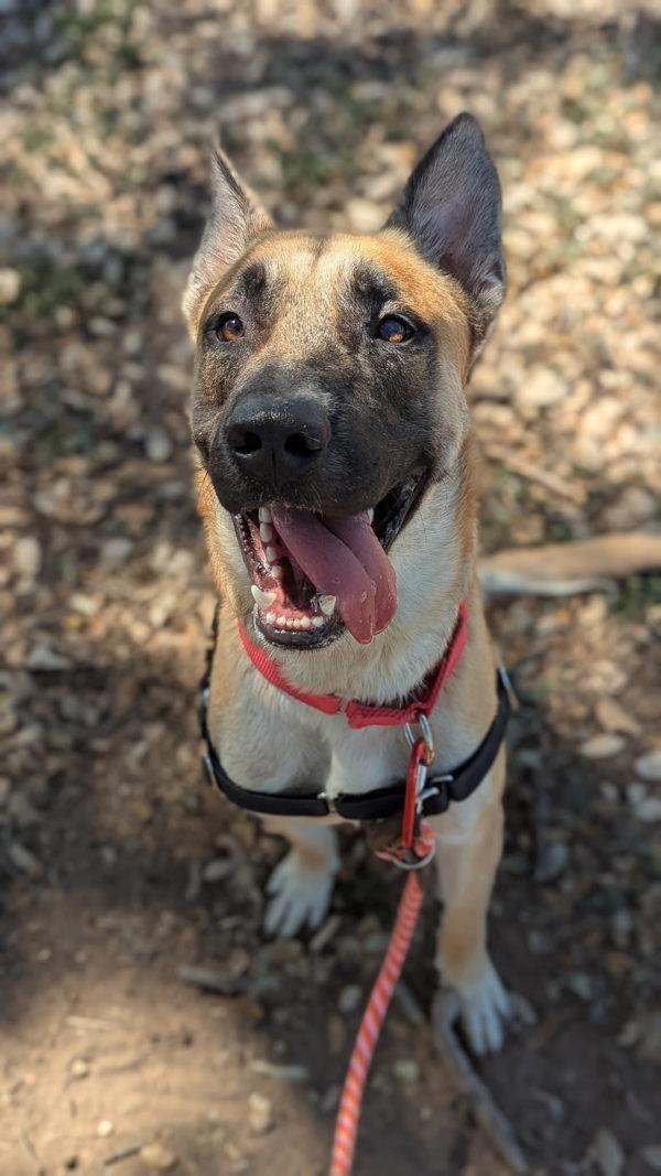 Enlarge Howie, a Adoptable mixed breed in Austin, TX image 1/6