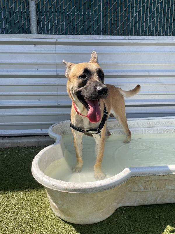 Enlarge Howie, a Adoptable mixed breed in Austin, TX image 2/6