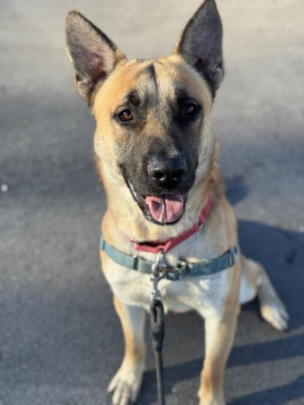 Enlarge Howie, a Adoptable mixed breed in Austin, TX image 3/6