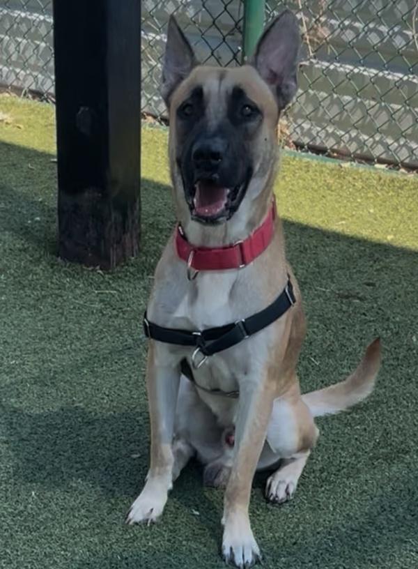 Enlarge Howie, a Adoptable mixed breed in Austin, TX image 4/6