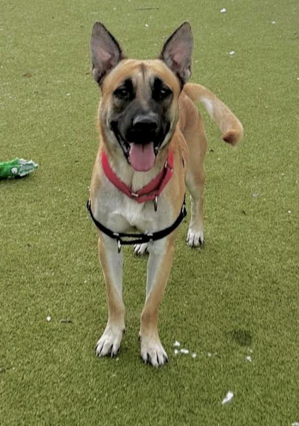 Enlarge Howie, a Adoptable mixed breed in Austin, TX image 5/6