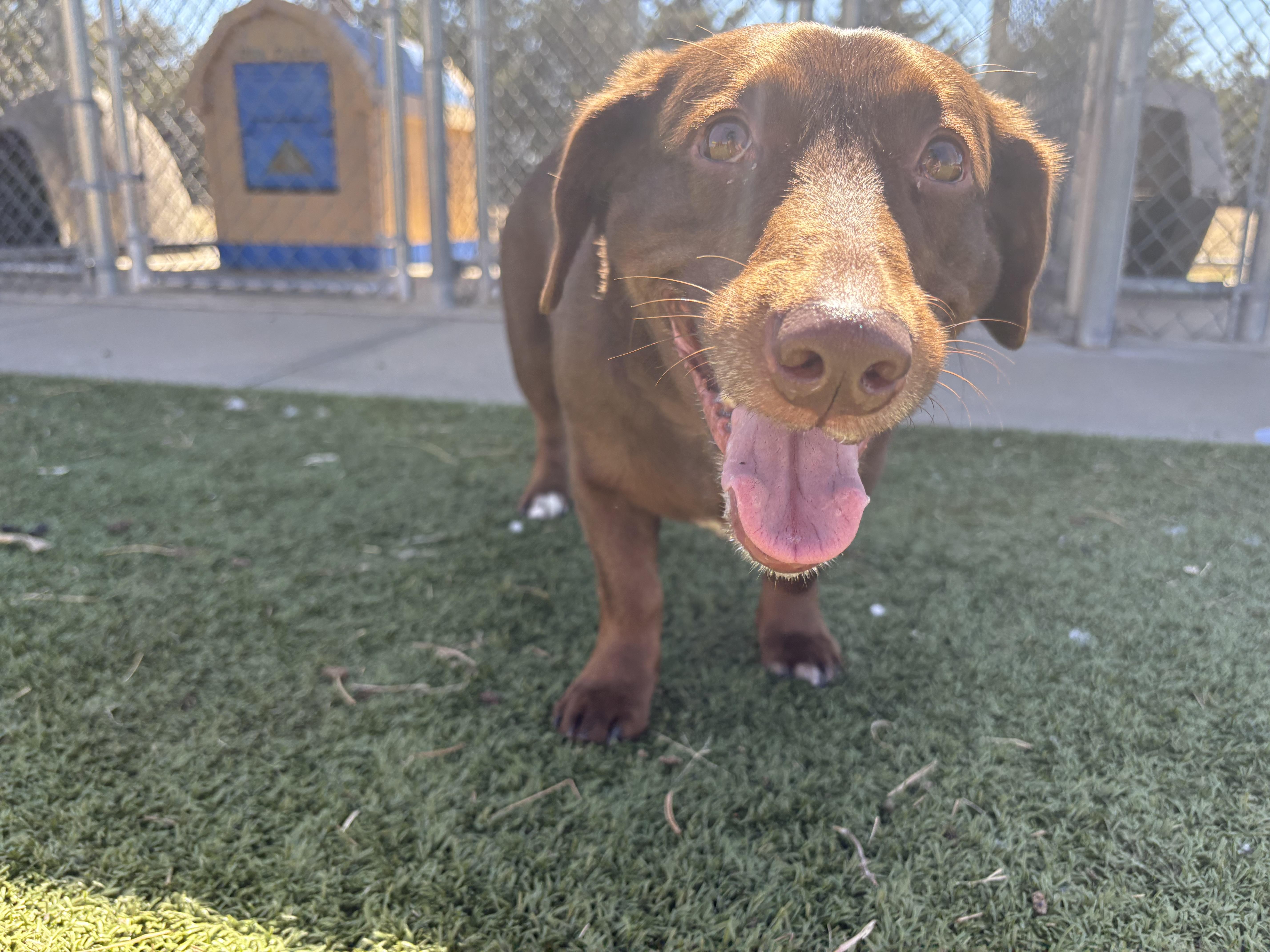 Enlarge Lyanna, an adopted mixed breed in Hays, KS image 6/6
