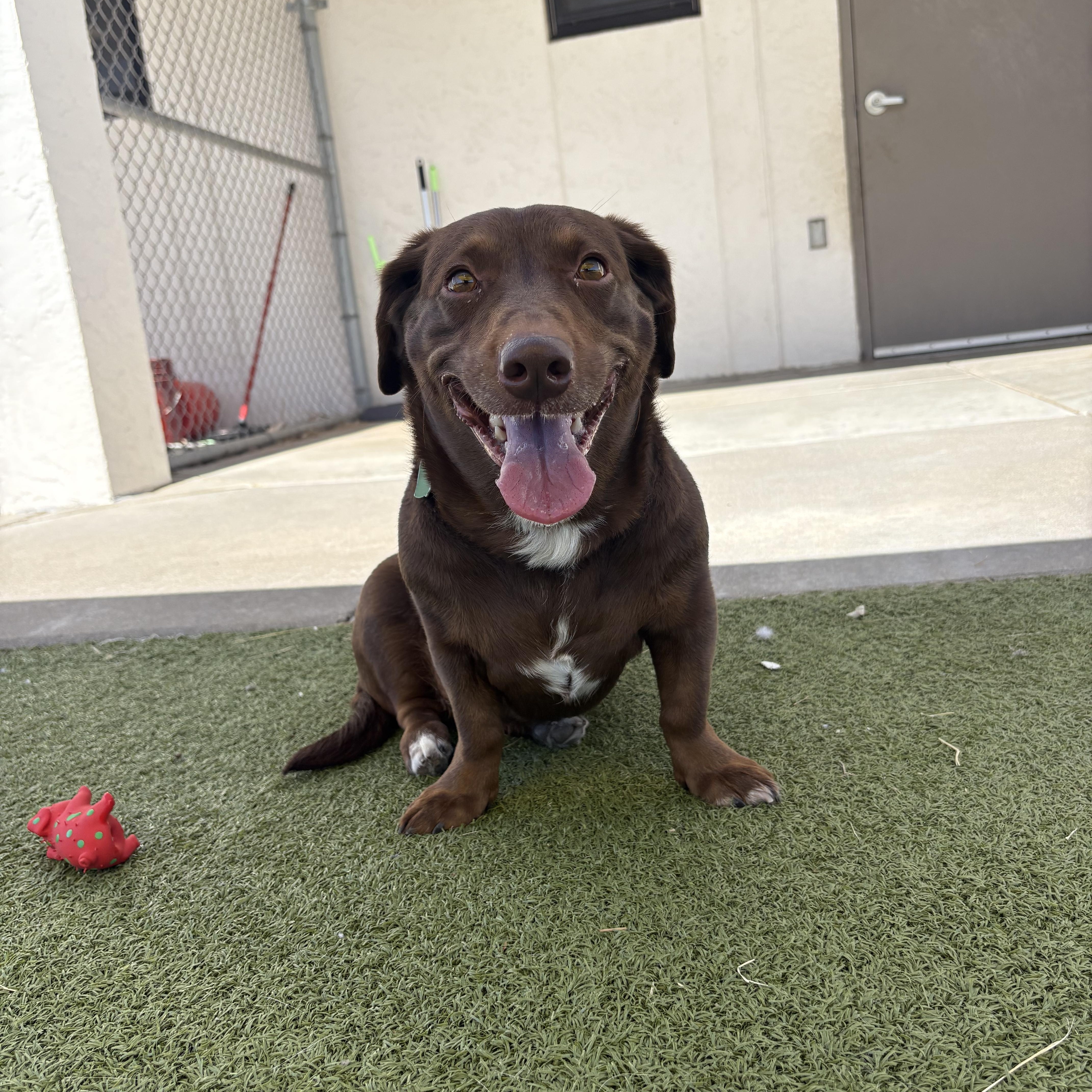 Lyanna, adopted, Adult Female Dachshund.