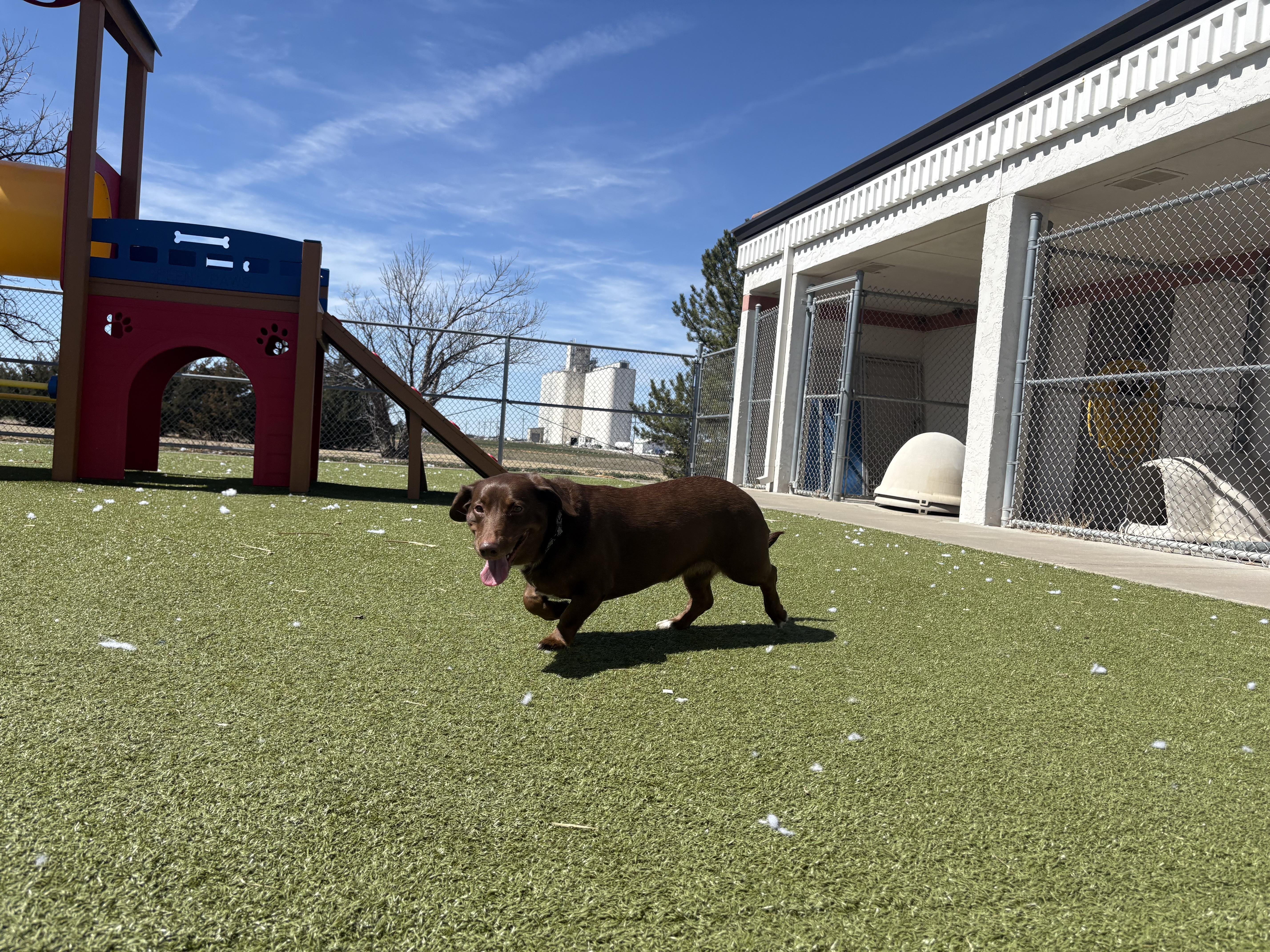 Enlarge Lyanna, an adopted mixed breed in Hays, KS image 3/6