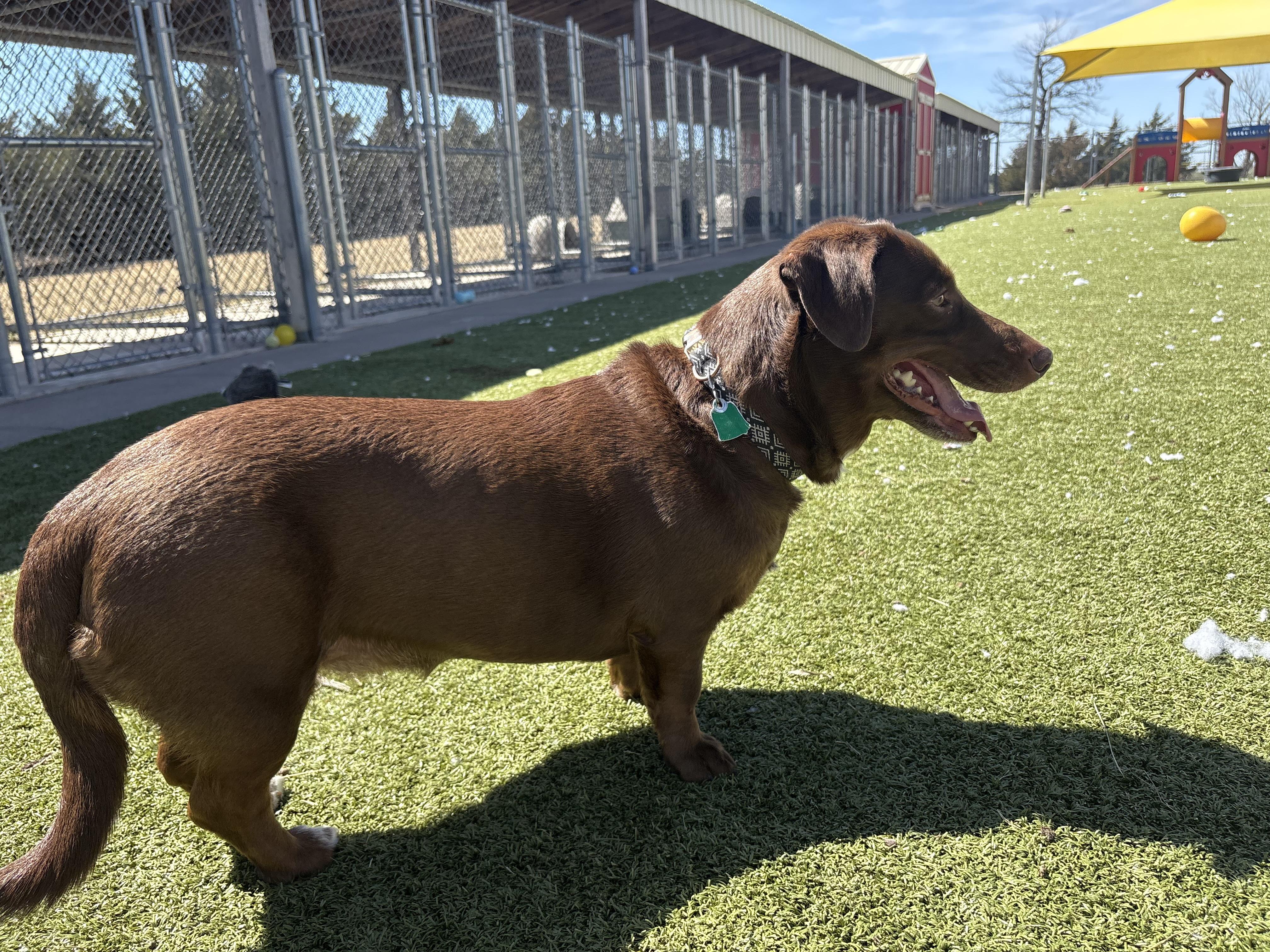 Enlarge Lyanna, an adopted mixed breed in Hays, KS image 2/6