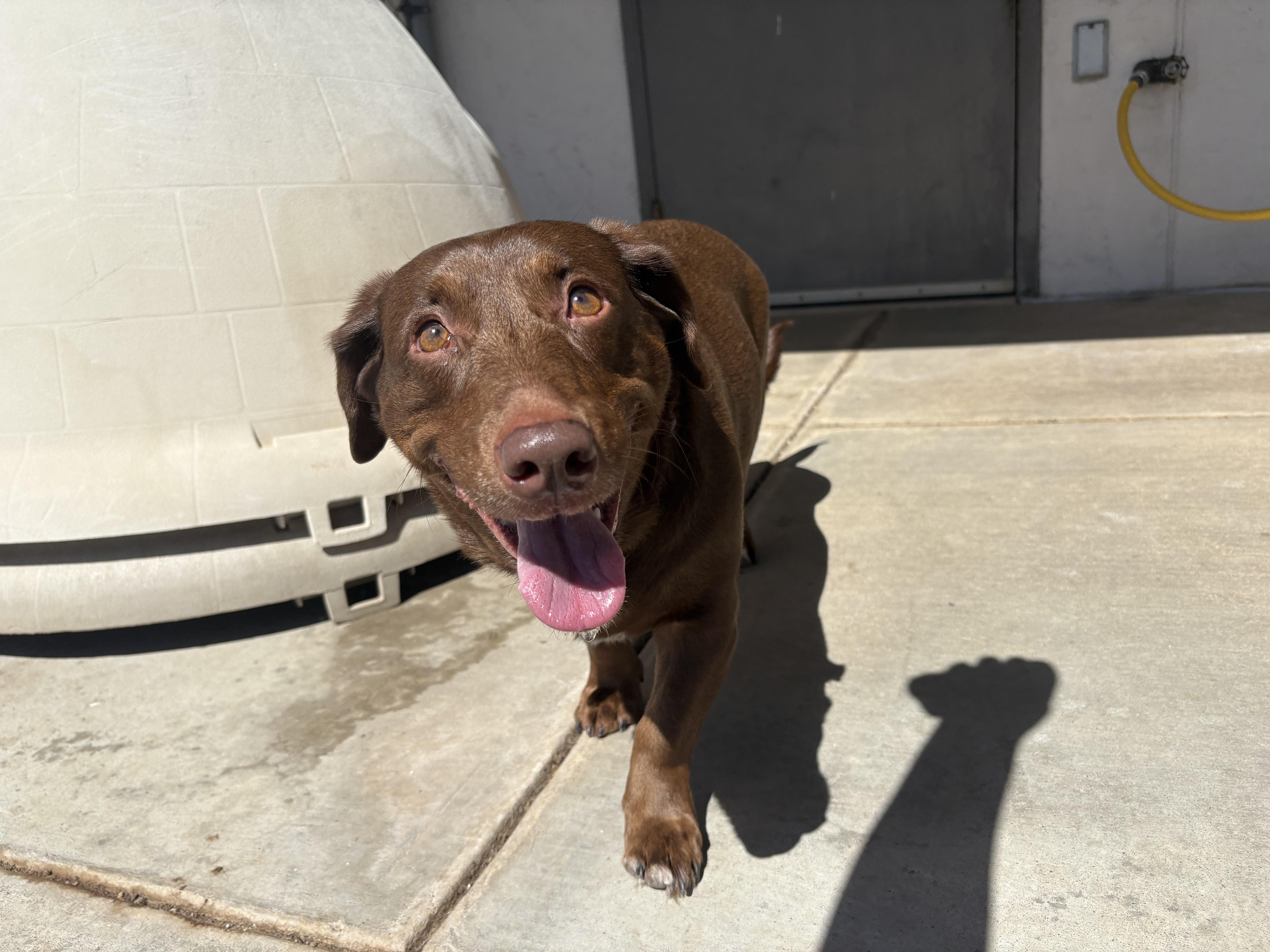 Enlarge Lyanna, an adopted mixed breed in Hays, KS image 4/6
