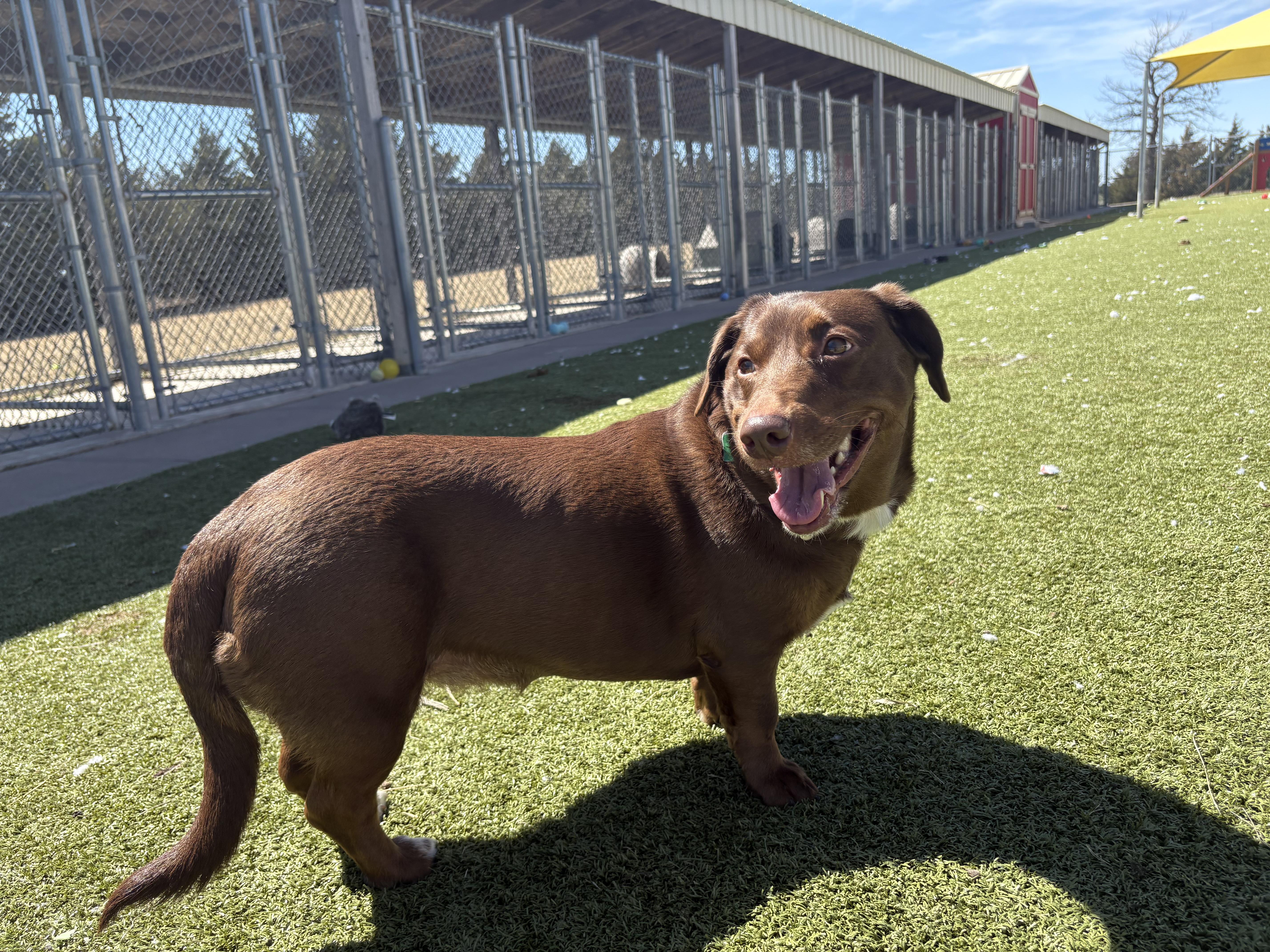 Enlarge Lyanna, an adopted mixed breed in Hays, KS image 5/6