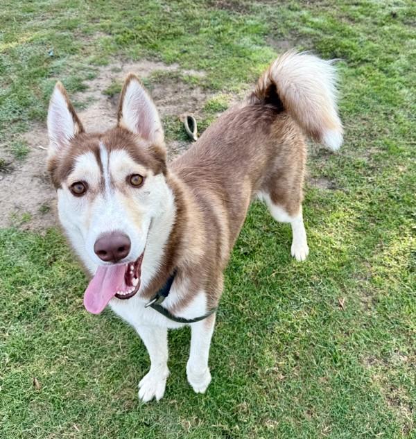 Emily, Adoptable, Young Female Siberian Husky.