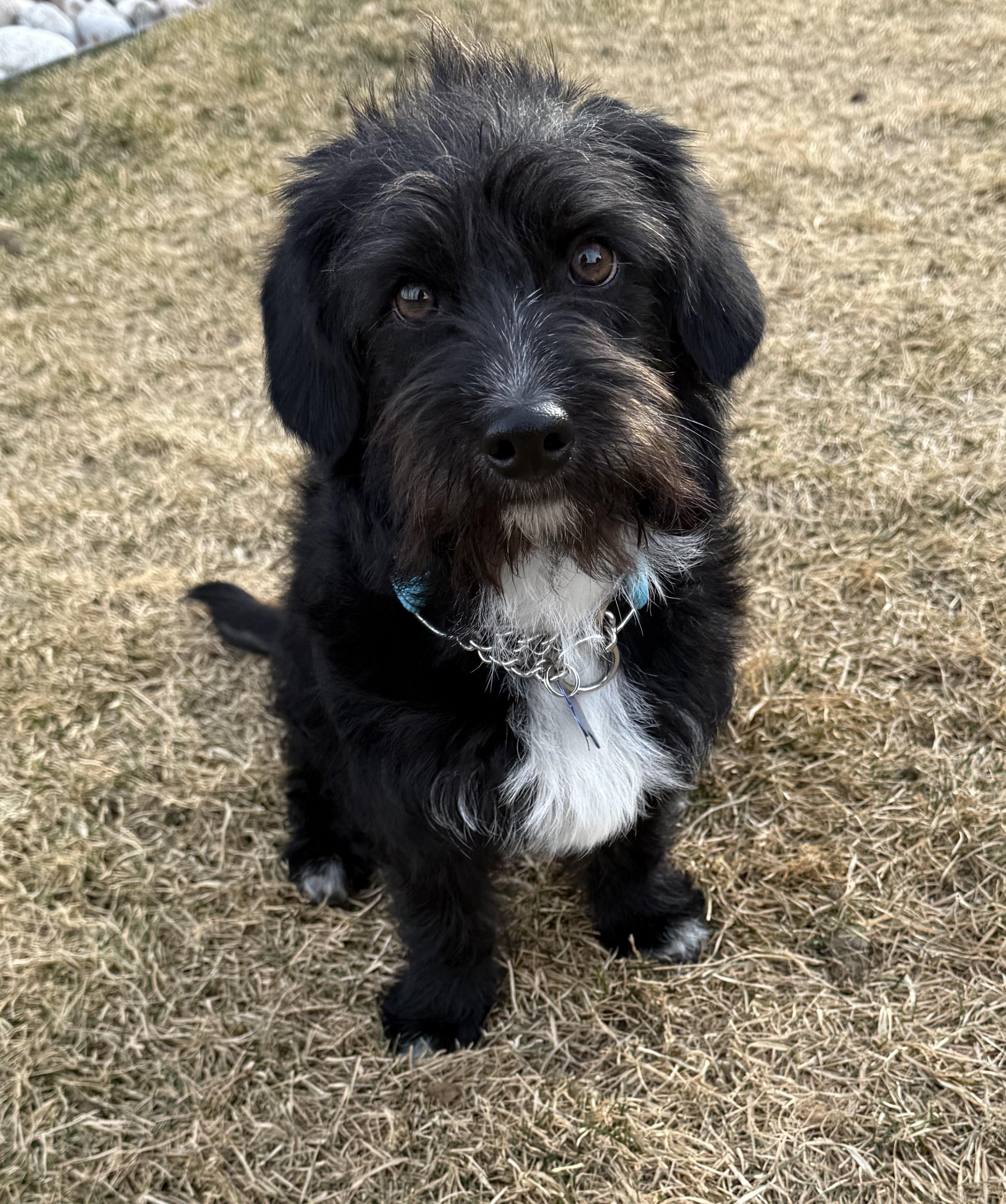 Hershey, a ADOPTABLE mixed breed in Fort Collins, CO image 5/6