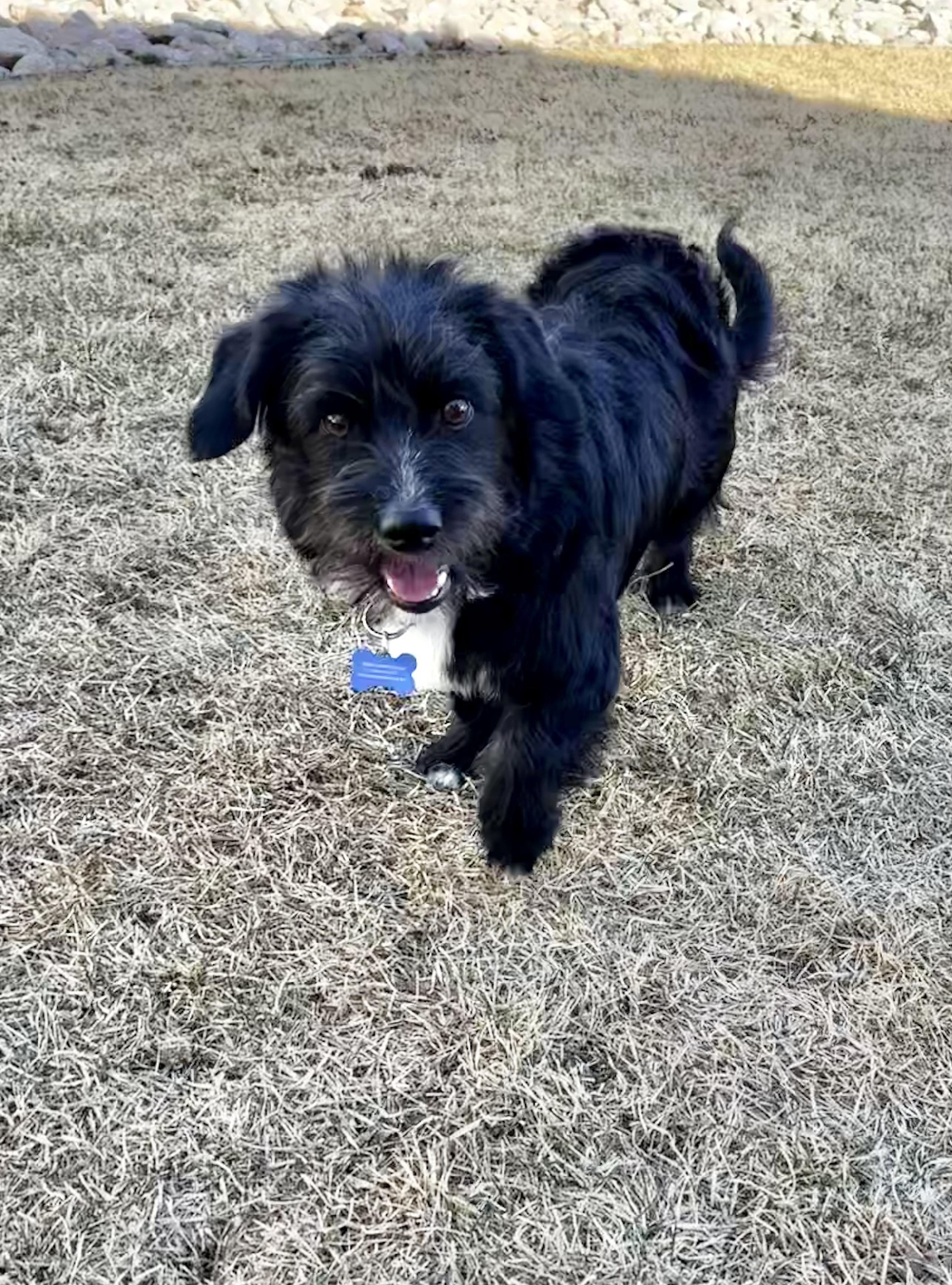 Hershey, a ADOPTABLE mixed breed in Fort Collins, CO image 2/6
