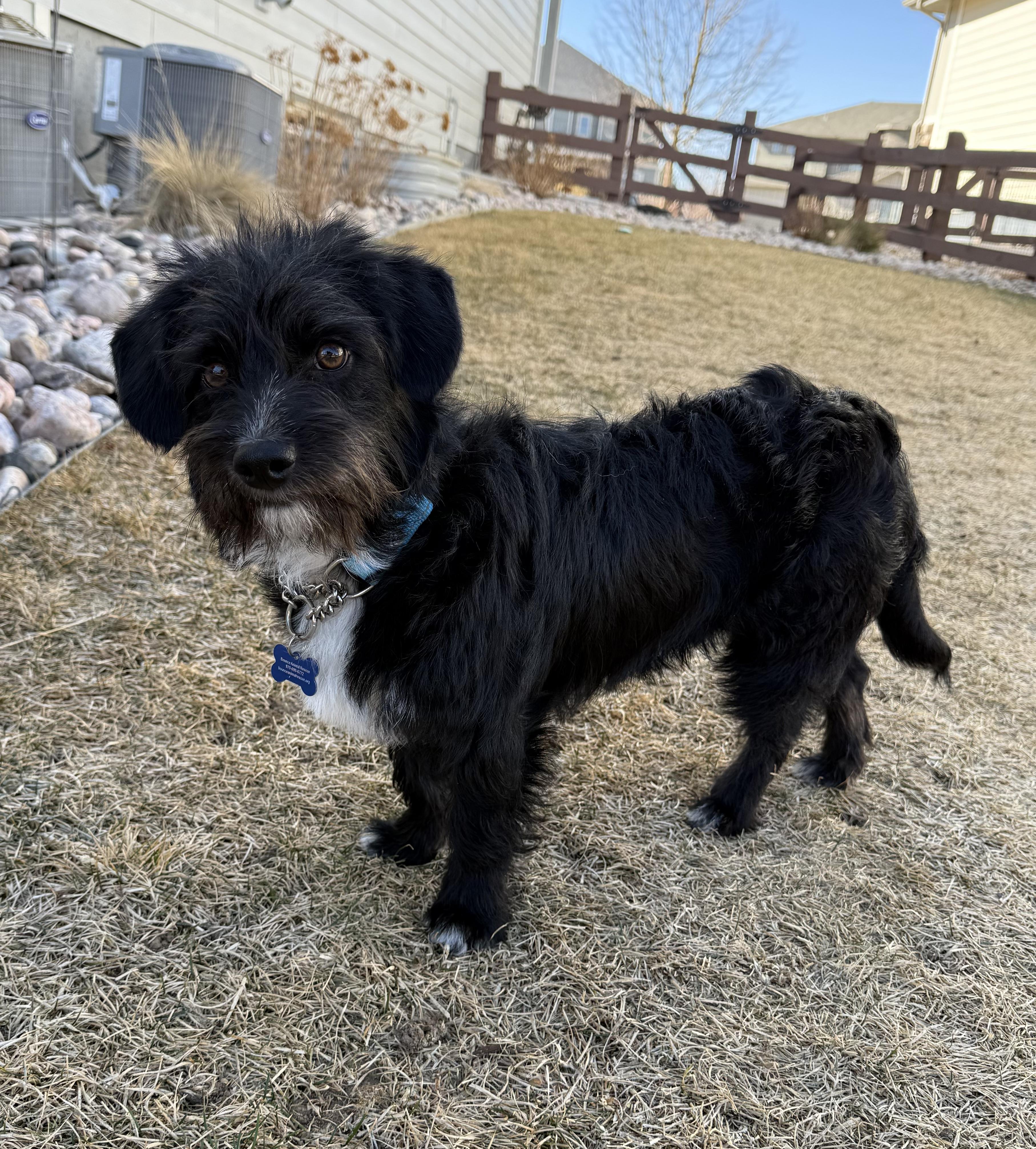 Hershey, a ADOPTABLE mixed breed in Fort Collins, CO image 4/6