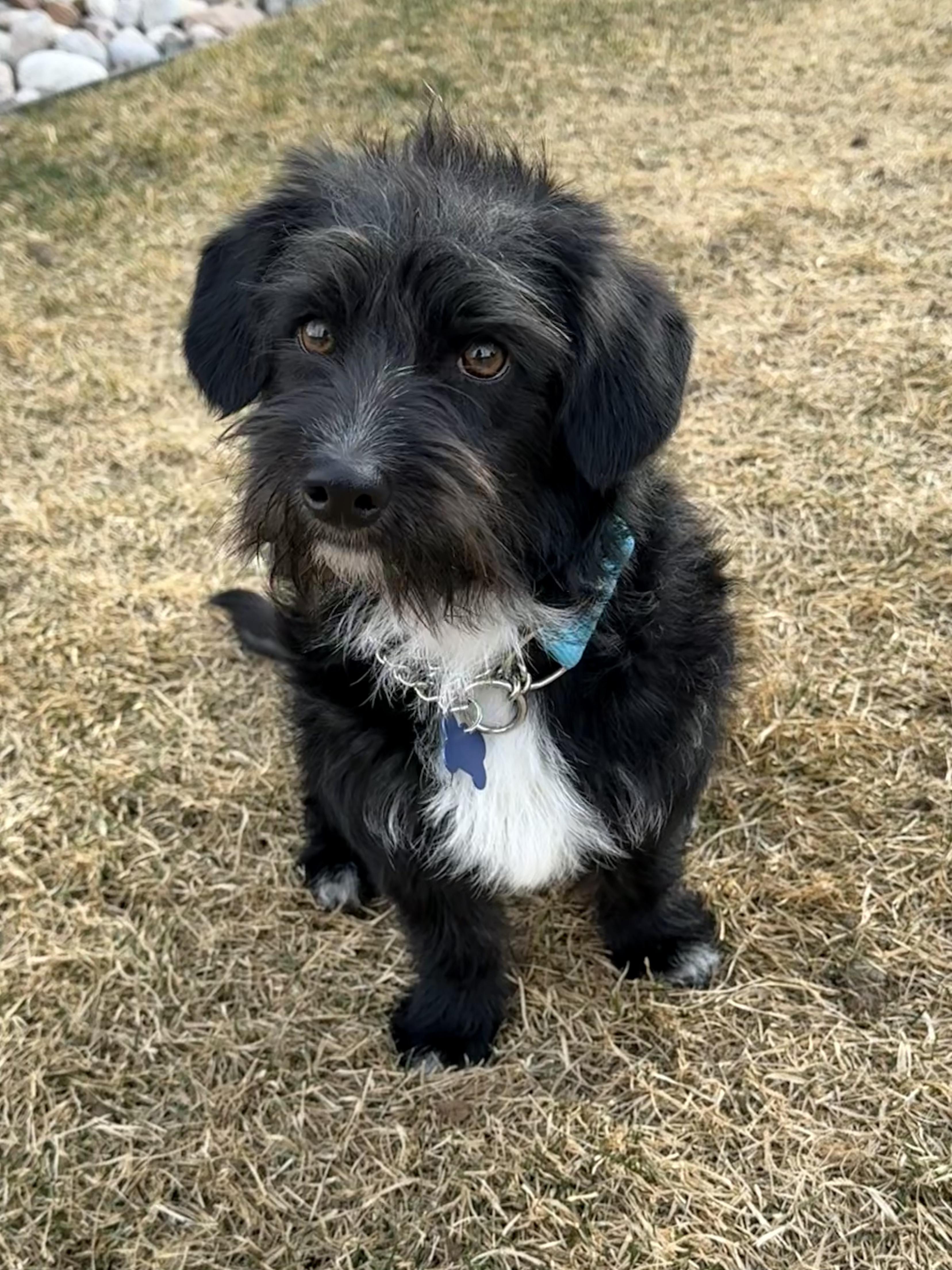 Hershey, a ADOPTABLE mixed breed in Fort Collins, CO image 3/6