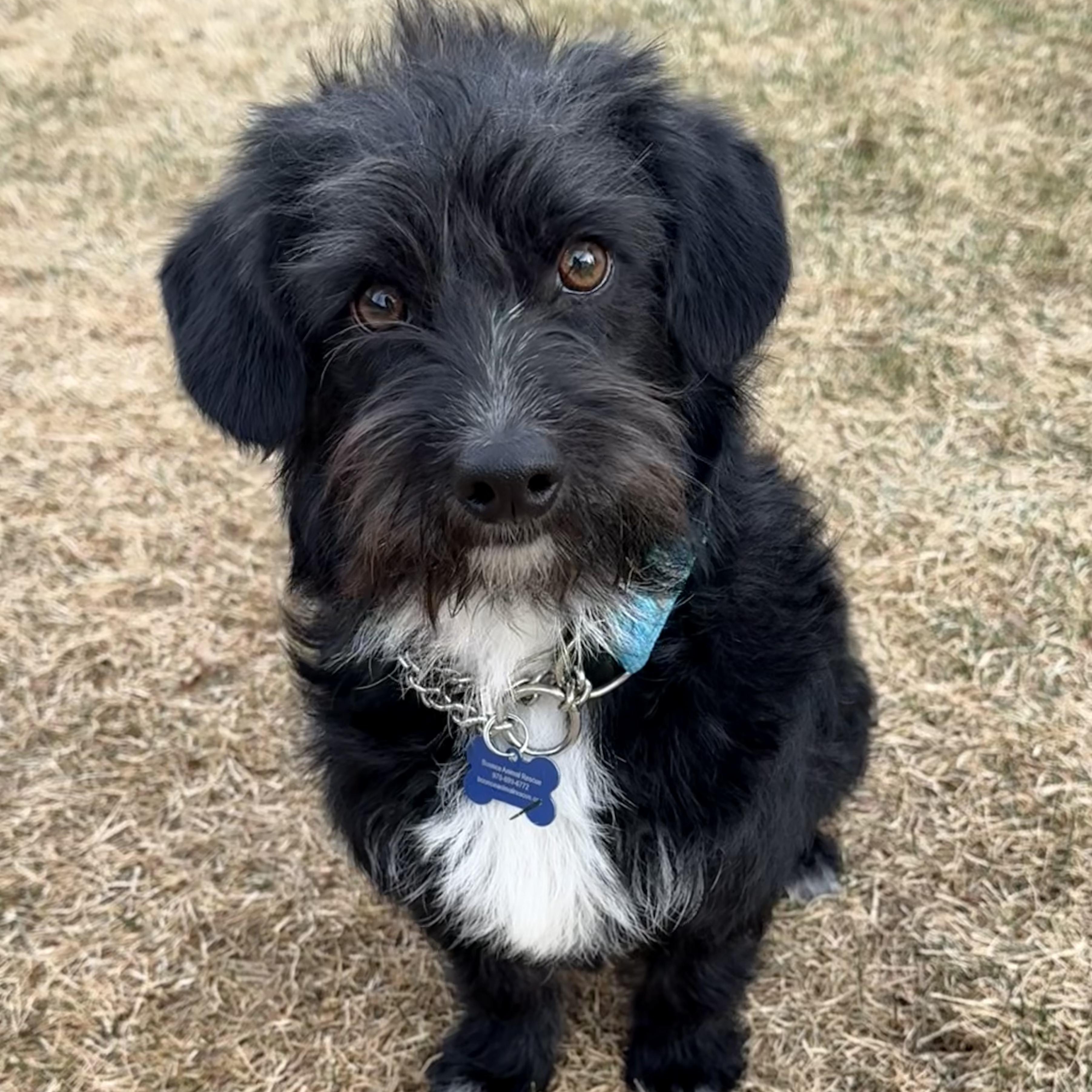 Hershey, ADOPTABLE, Adult Male Terrier.